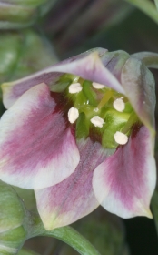 Nektar in der Blüte des Sizilianischer Honiglauch (Allium  siculum)